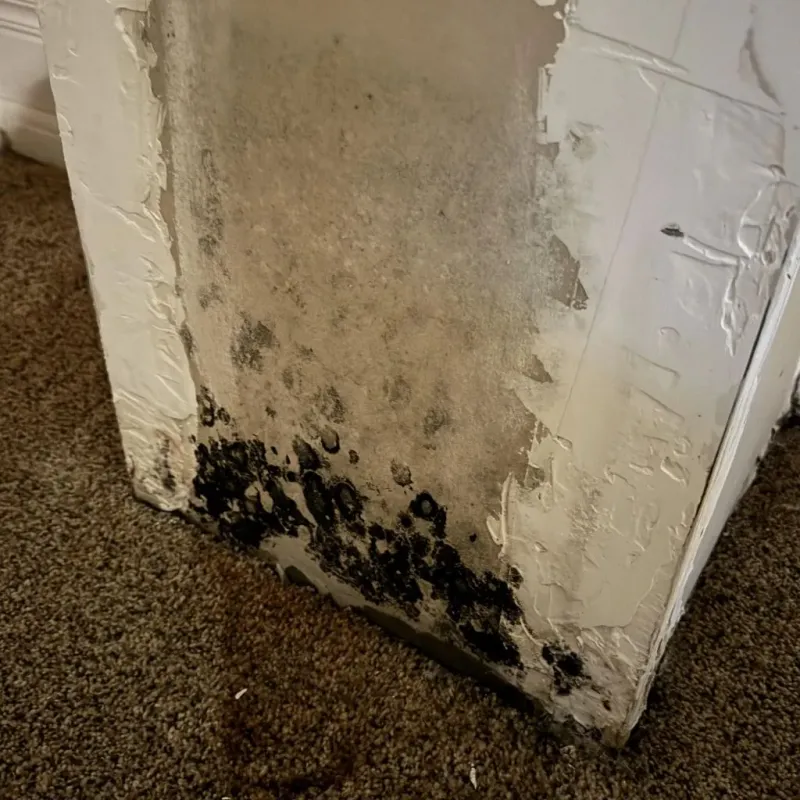 Professional Mold Removal in Albemarle County, VA